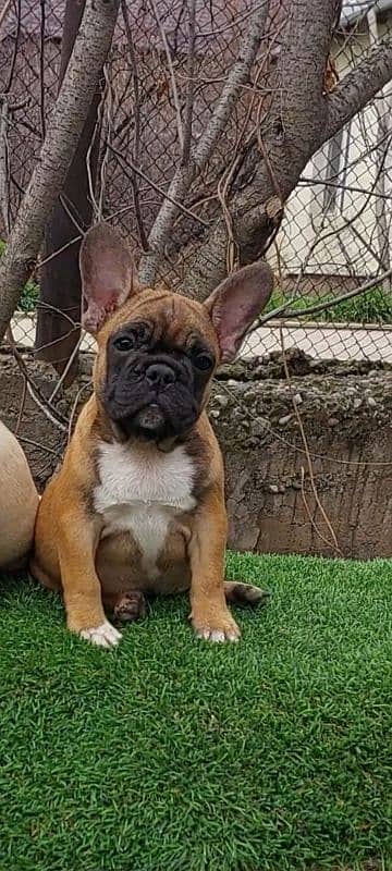 Imported french bulldog puppies available for booking 3