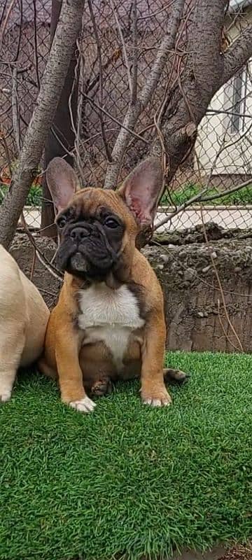 Imported french bulldog puppies available for booking 4