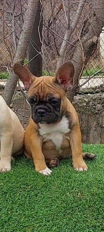 Imported french bulldog puppies available for booking 5