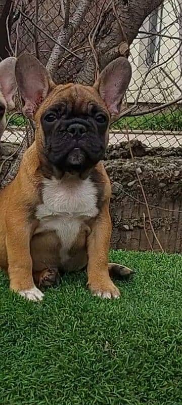 Imported french bulldog puppies available for booking 7