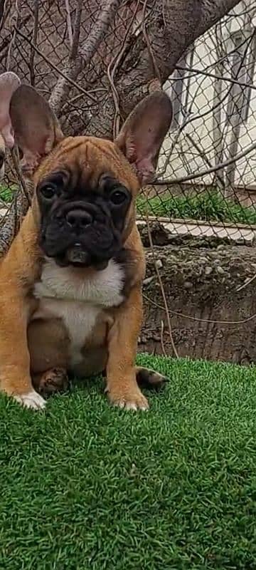 Imported french bulldog puppies available for booking 8