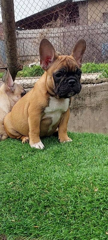 Imported french bulldog puppies available for booking 9