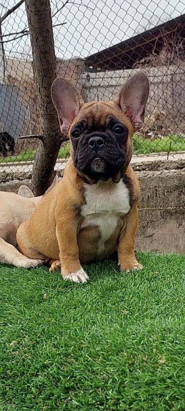 Imported french bulldog puppies available for booking 10