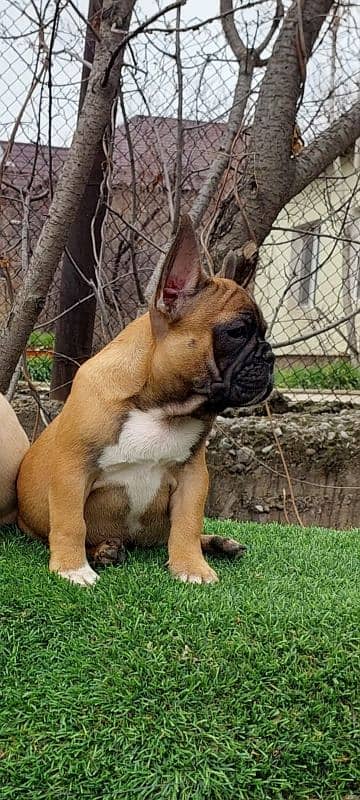 Imported french bulldog puppies available for booking 11