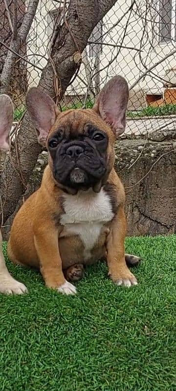 Imported french bulldog puppies available for booking 13