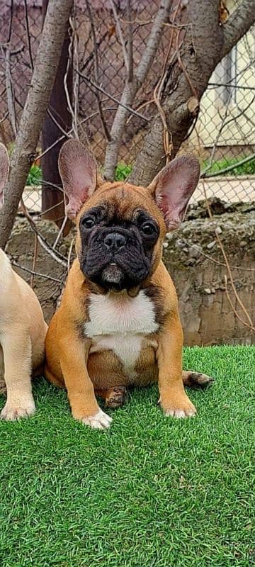 Imported french bulldog puppies available for booking 15