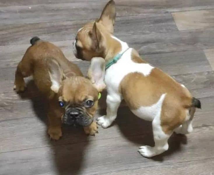 Imported french bulldog puppies available for booking 18