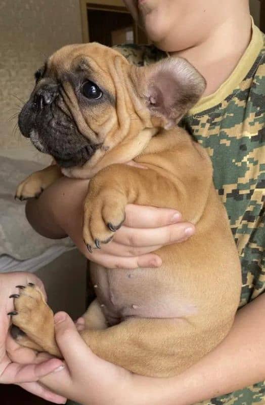 Imported french bulldog puppies available for booking 19