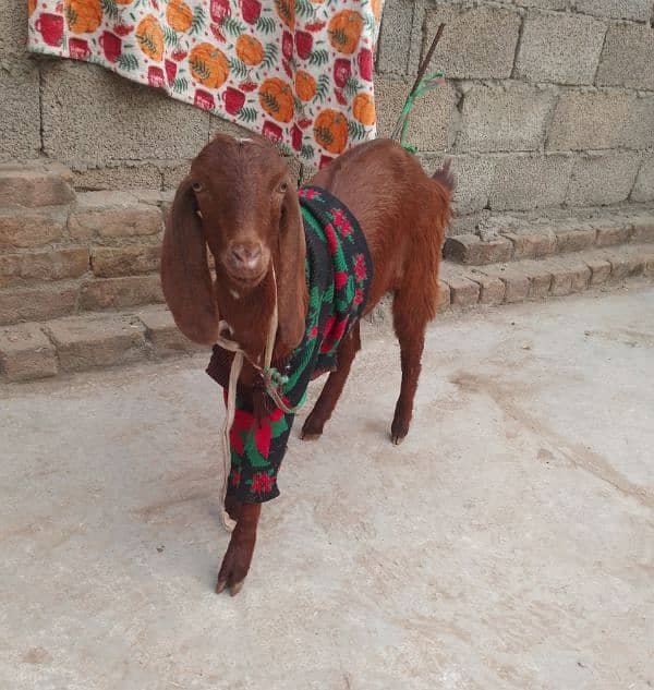 Bakri Phatt Goat Wtsp 03321987713 1