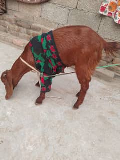 Bakri Phatt Female Wtsp 03321987713