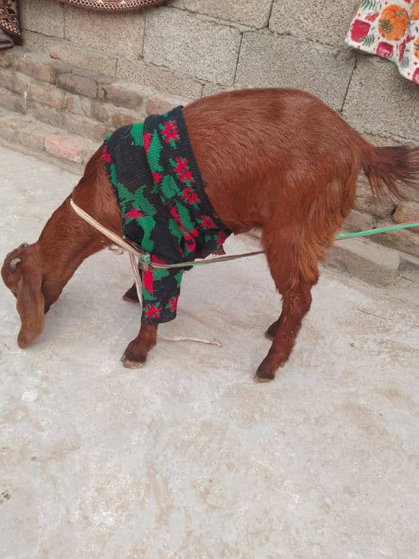 Bakri Phatt Goat Wtsp 03321987713 0