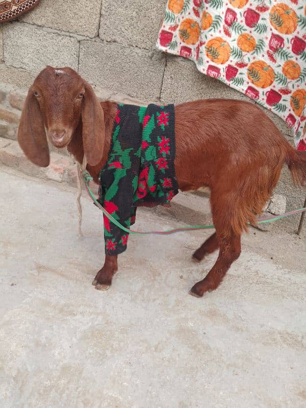 Bakri Phatt Goat Wtsp 03321987713 3