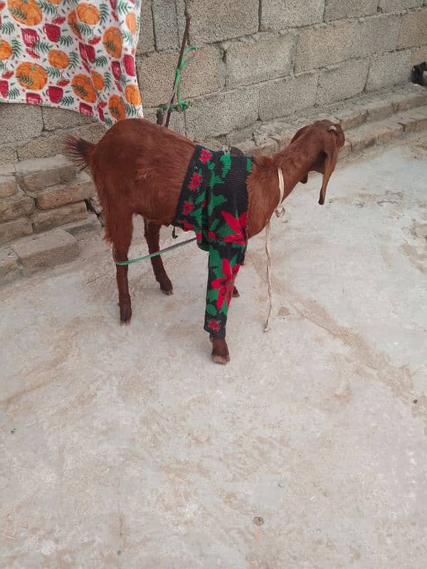 Bakri Phatt Goat Wtsp 03321987713 2