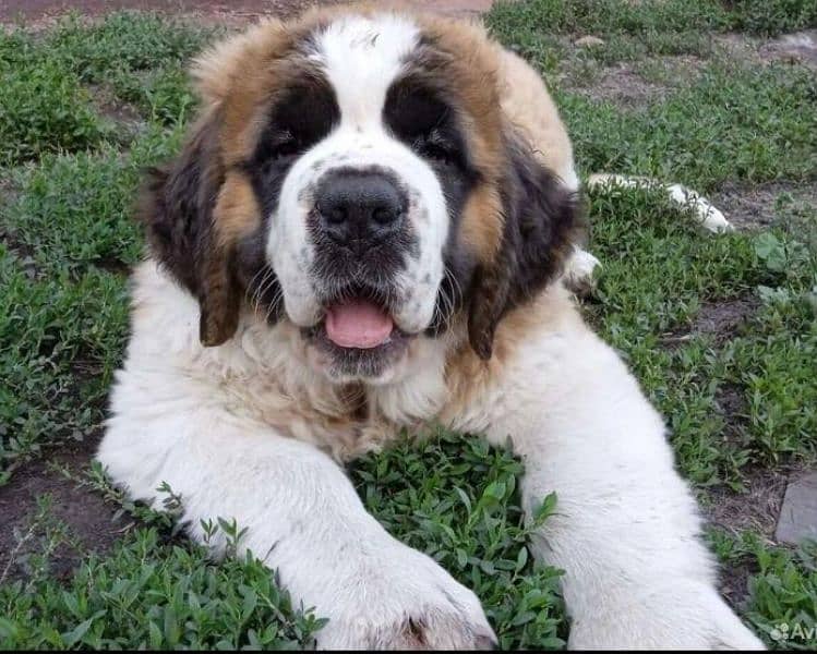 Imported saint bernard puppies available for booking 3