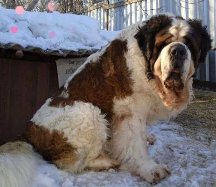 Imported saint bernard puppies available for booking 4