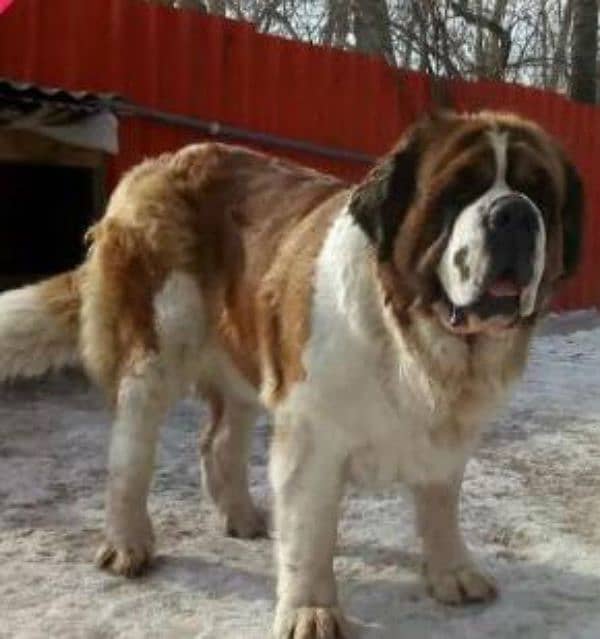 Imported saint bernard puppies available for booking 5