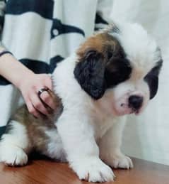 Imported saint bernard puppies available for booking