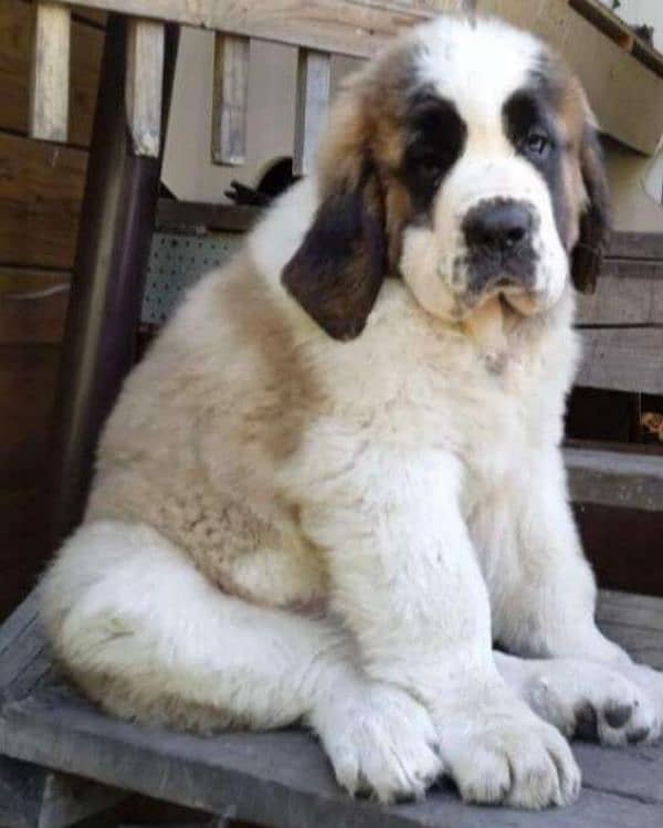 Imported saint bernard puppies available for booking 7