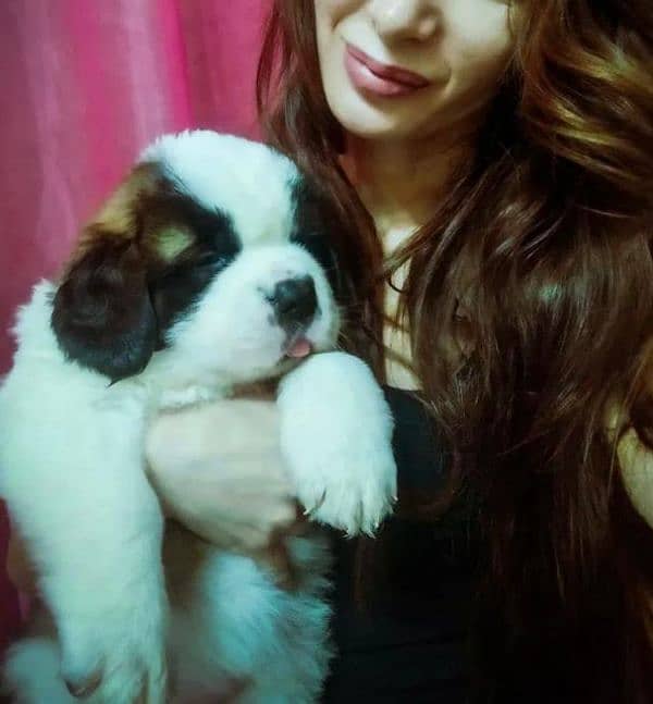 Imported saint bernard puppies available for booking 8