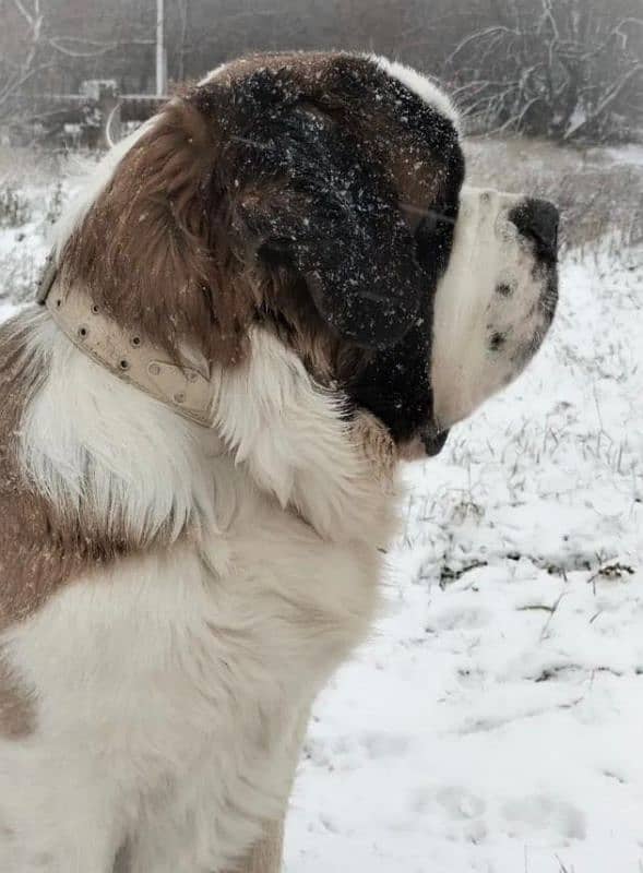 Imported saint bernard puppies available for booking 9