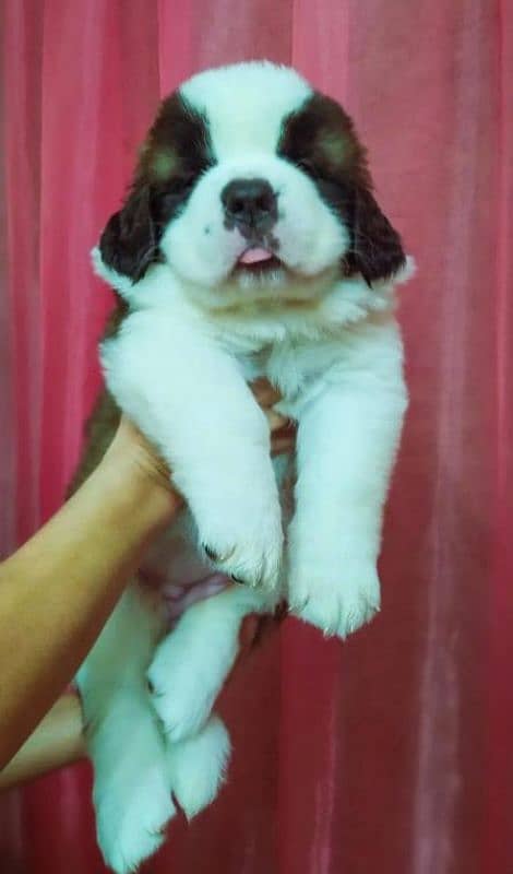 Imported saint bernard puppies available for booking 10