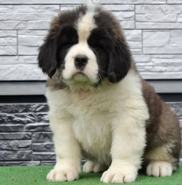 Imported saint bernard puppies available for booking 11