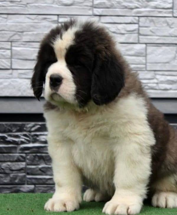 Imported saint bernard puppies available for booking 12