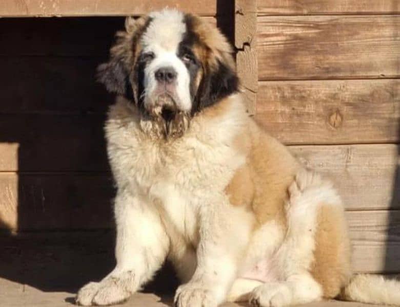 Imported saint bernard puppies available for booking 13