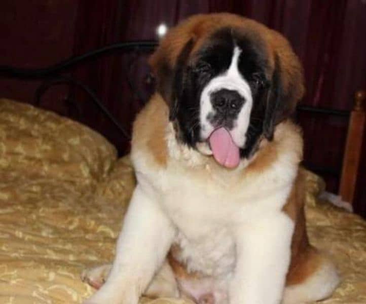 Imported saint bernard puppies available for booking 14