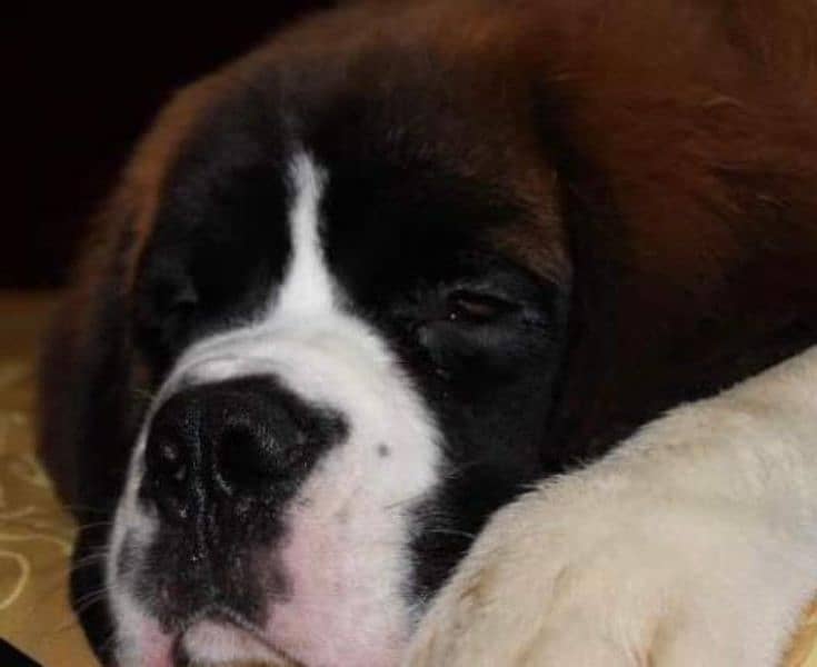 Imported saint bernard puppies available for booking 15