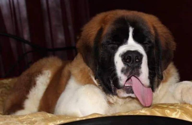 Imported saint bernard puppies available for booking 16