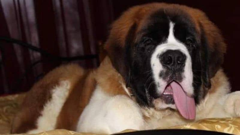 Imported saint bernard puppies available for booking 19