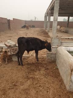 BACHRA /BULLS / MALE COW/ WACHAS