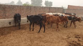 BACHRA /BULLS / MALE COW/ WACHAS