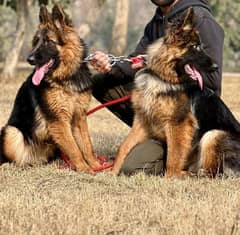 German shepherd double coat