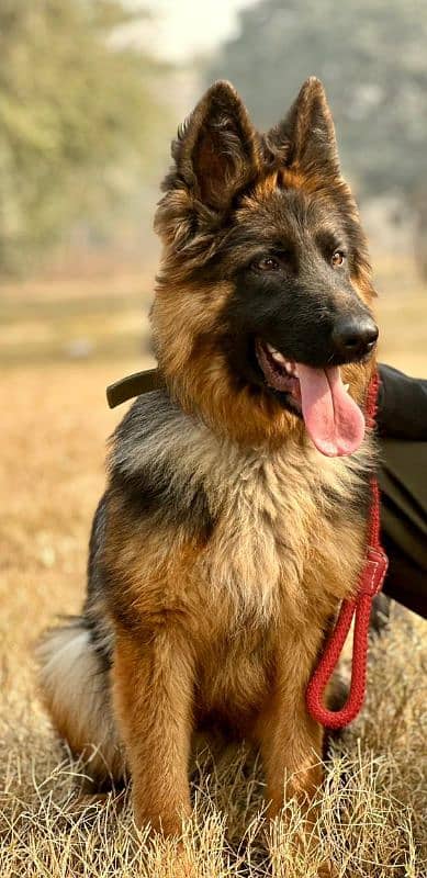 German shepherd double coat 1