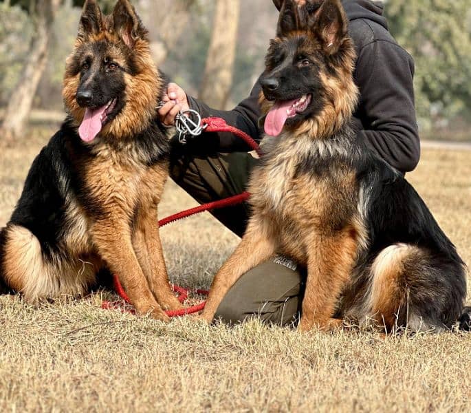 German shepherd double coat 2