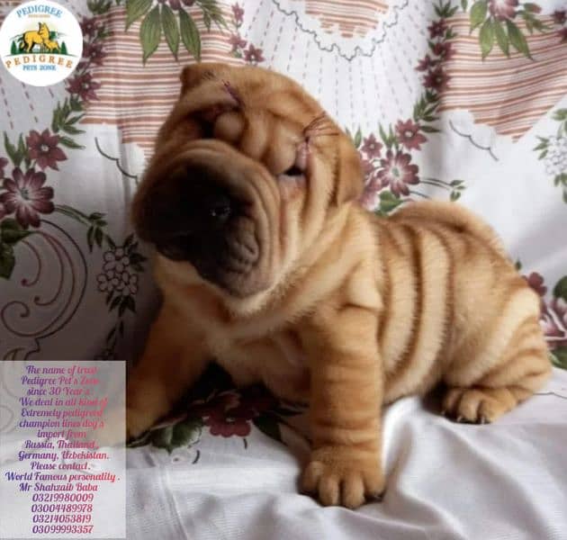 Imported shar pai/ French bulldog puppies available for booking 10