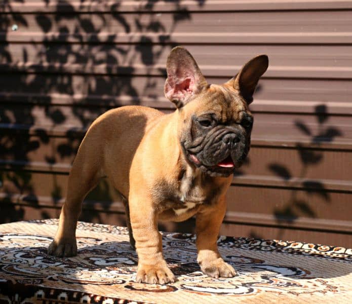 Imported shar pai/ French bulldog puppies available for booking 15