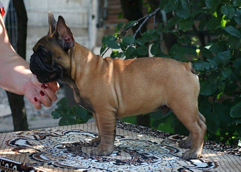 Imported shar pai/ French bulldog puppies available for booking 16