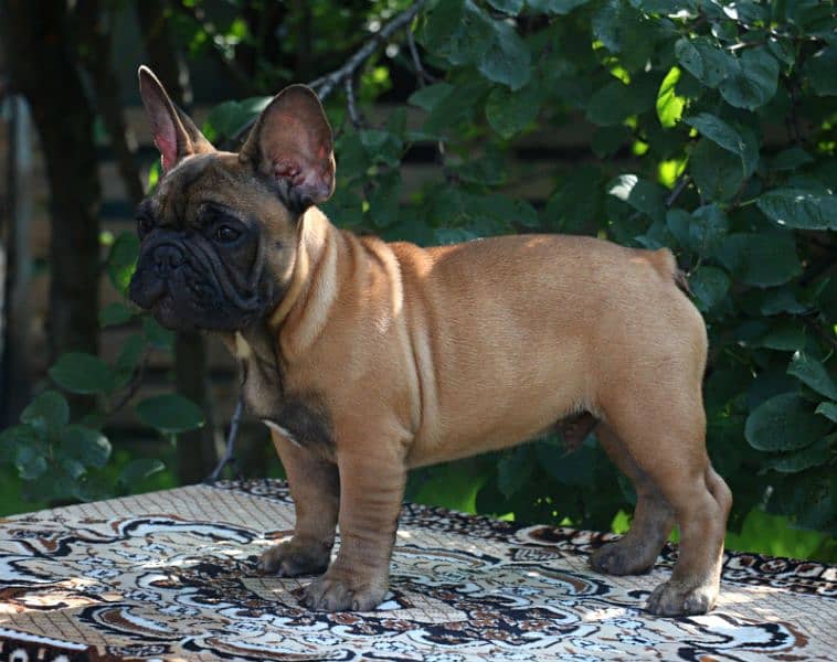 Imported shar pai/ French bulldog puppies available for booking 17