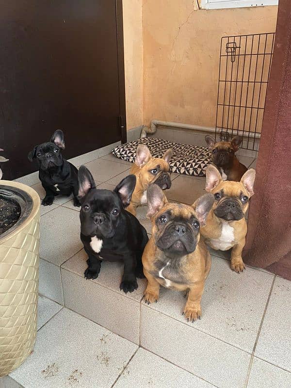 Imported shar pai/ French bulldog puppies available for booking 18