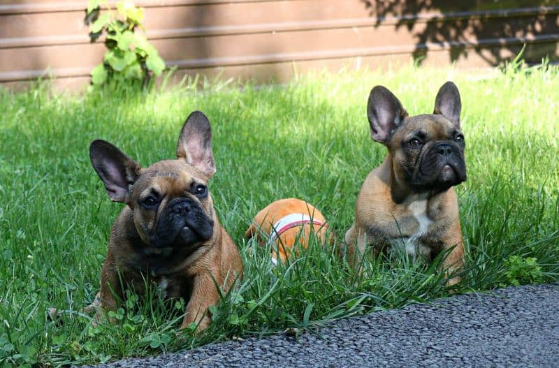 Imported shar pai/ French bulldog puppies available for booking 19