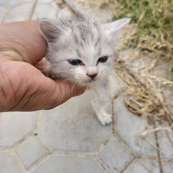 little Russian cat 3