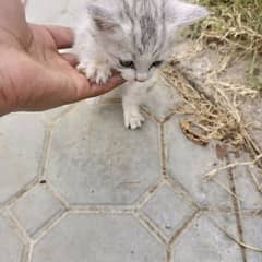 little Russian cat