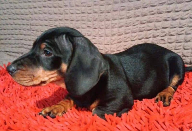 Imported Dachshund puppies available for booking 3