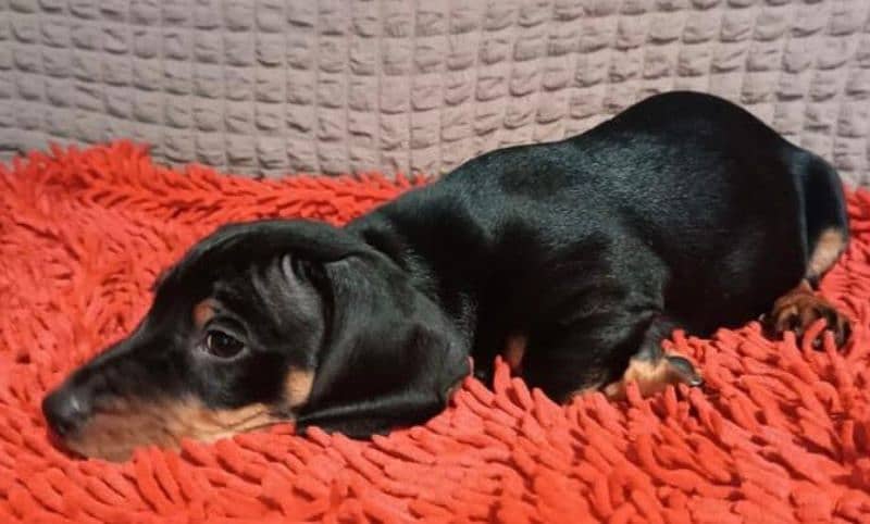 Imported Dachshund puppies available for booking 4