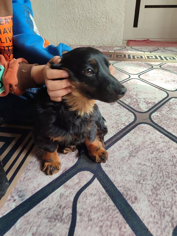 Imported Dachshund puppies available for booking 7