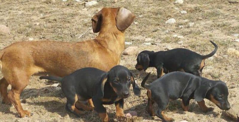 Imported Dachshund puppies available for booking 9