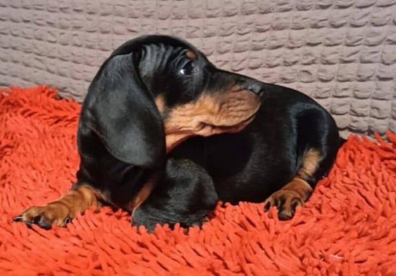 Imported Dachshund puppies available for booking 11